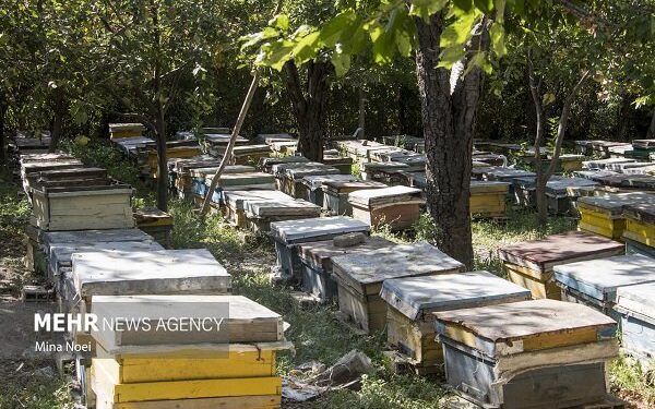 کام شیرین زنبورداران گلوگاه با تولید ۴۵ تن عسل
