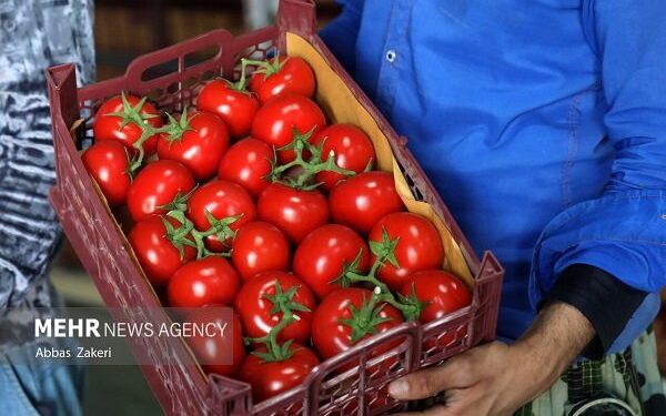 پیش بینی ۷۵ تن گوجه فرنگی در هر هکتار از زمین های کشاورزی گچساران