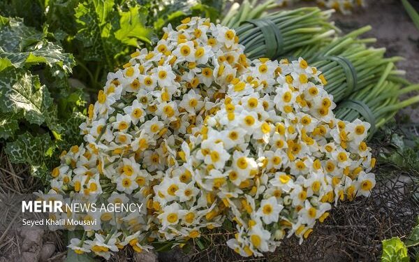 دره‌شهر قطب تولید گل نرگس در استان ایلام است