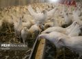 نظارت کامل شرعی و بهداشتی بر کشتارگاههای زنجان