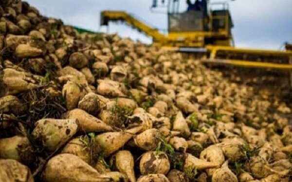 تولید ۳۵ درصد چغندرقند کشور در آذربایجانغربی