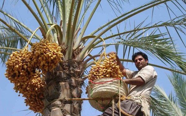 سابقه ۱۰۰ ساله کشت خرما در طرود شاهرود؛ رقم غالب کبکاب است