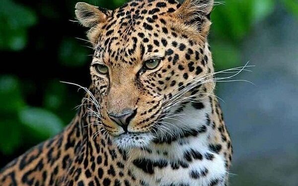 تصویربرداری از پلنگ ایرانی در جنگلهای هیرکانی املش