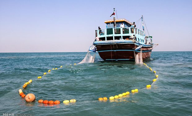 زمان پایان فصل صید میگو در استان بوشهر مشخص شد