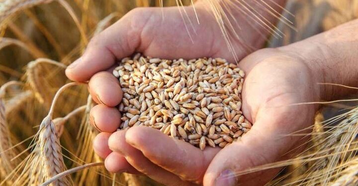 تدوین برنامه جامع تکثیر و تدارک بذر در کهگیلویه و بویراحمد