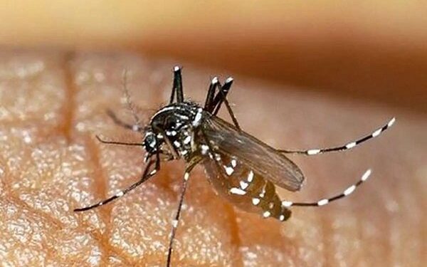 بررسی نمونه خون افراد ساکن در مناطق مشکوک به وجود پشه آئدس در اصلاندوز