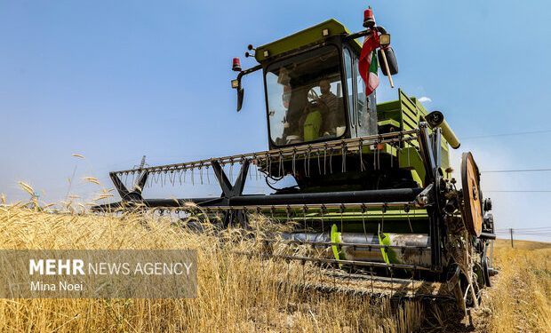 ۹۵ درصد مطالبات گندم کاران استان سمنان پرداخت شد