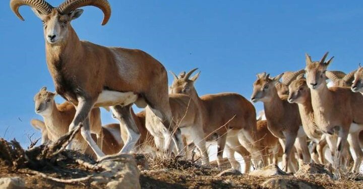 تصاویری زیبا از کل و بز وحشی