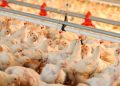 تولید ۲۲ هزار تن گوشت مرغ طی پنج ماهه سال جاری در زنجان