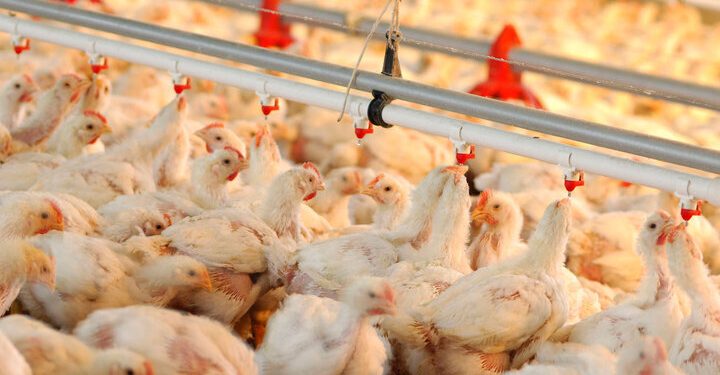 تولید ۲۲ هزار تن گوشت مرغ طی پنج ماهه سال جاری در زنجان