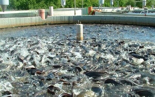 بهره‌برداری از مزرعه پرورش ماهی در شهرستان صحنه
