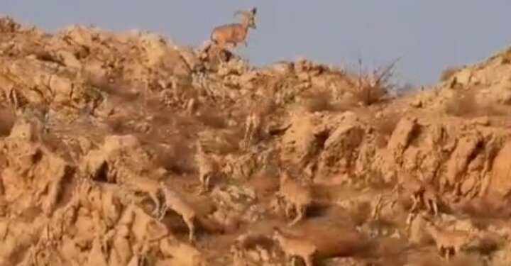 حیات وحش منطقه حفاظت شده شاهزاده ابراهیم تنگ باهوش