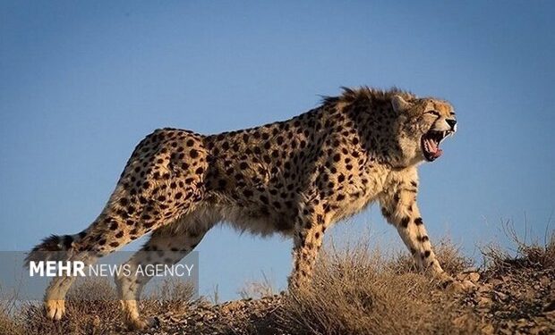 «شتر» معضلی برای تداوم حیات یوز در توران شاهرود؛ فرایندها اصلاح شود