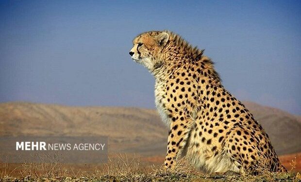 شناسایی توله نسل سوم یوز «هرب» در توران شاهرود