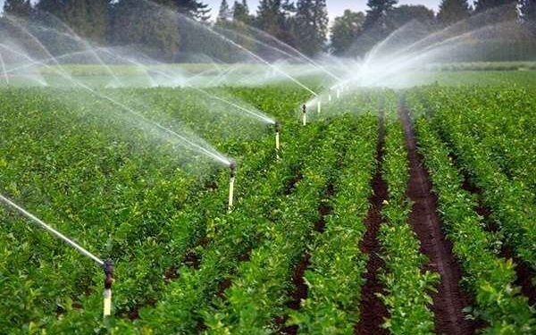 آب؛ قربانی کشاورزی پرمصرف؛ سرمایه حیاتی کرمان رو به اتمام