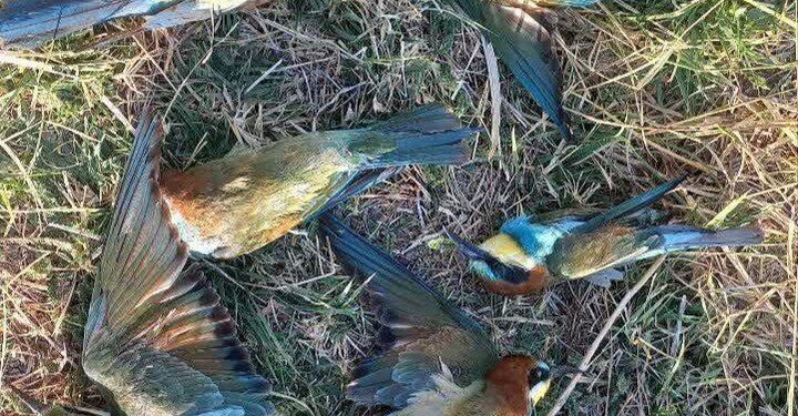 بیش از ۳۰ قطعه زنبور خوار در منطقه حفاظت‌شده بدر و پریشان تلف شدند