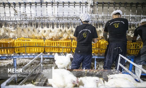 نظارت بر کشتارگاه‌های مرغ تبریز در راستای تنظیم بازار