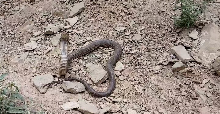 تصویری تماشایی از مار کبرای ایرانی در خراسان شمالی