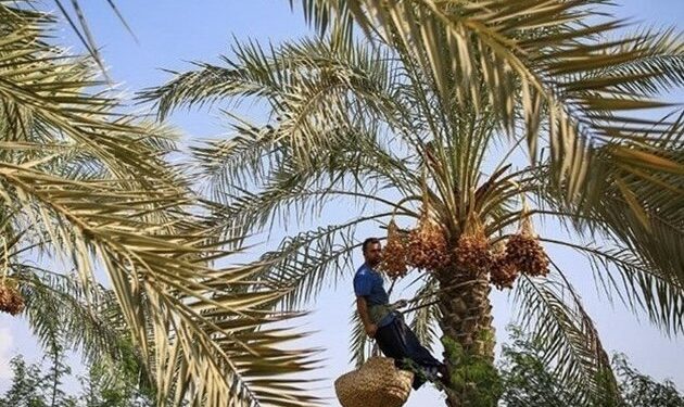 تولید ۲۰۰ هزارتن محصول از نخلستان‌های بوشهر؛ صنایع تبدیلی گسترش یابد