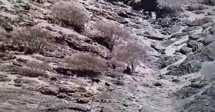 سبزکوه- در این ویدیو تصاویری از دو قلاده پلنگ ایرانی در منطقه حفاظت شده سبزکوه را مشاهده می‌کنید.