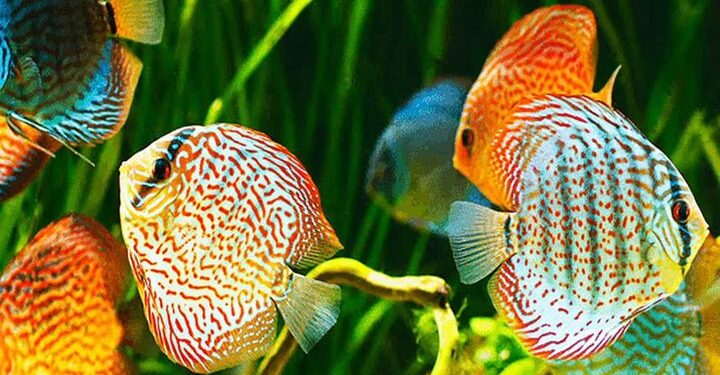 تولید سالانه ۲ میلیون قطعه ماهیان تزئینی در لرستان