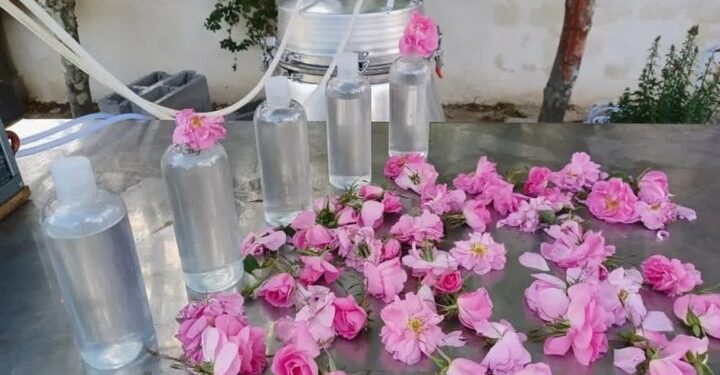 ثبت آئین گلاب‌گیری بروجرد در فهرست رویدادهای گردشگری ایران