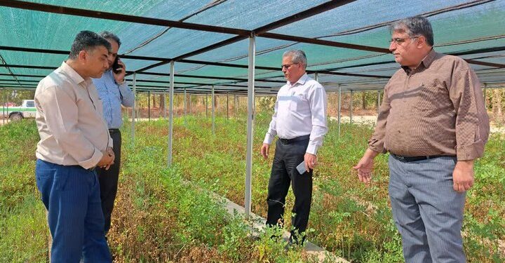 زراعت چوب در سطح ۷۰۰ هکتار اراضی استان سمنان اجرا شد