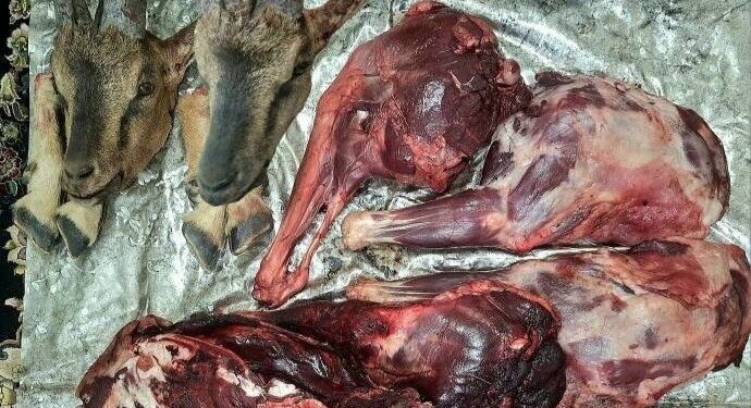 کشف لاشه ۲ راس کل وحشی منطقه حفاظت شده بدر و پریشان