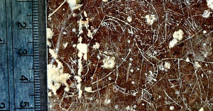 کشف سنگ‌نگاره سوزنی «بزرگ‌زاده ساسانی» در مرودشت