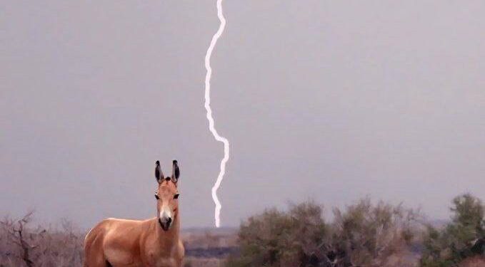 همکاری استانهای کرمان، فارس و یزد برای نجات گورخر آسیایی