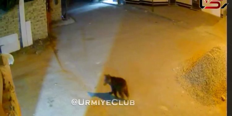 مشاهده توله‌خرس کوچولو در شهرک شهریار