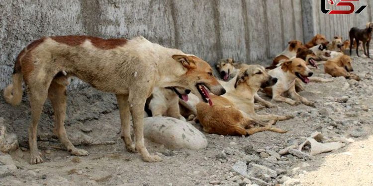 فیلم جگرسوز / سگ کشی بی رحمانه توسط شهرداری پردیس با خوراندن سم / انسانیت کجاست ؟!