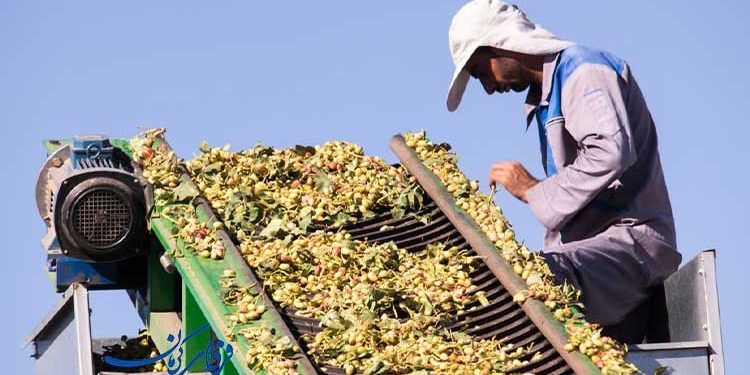 تولید پسته در رفسنجان معادل 2 استان