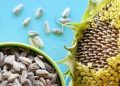 ۱۵ خاصیت جادویی تخمه آفتابگردان برای سلامت بدن