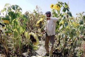 پیش بینی برداشت ۱۱ هزار تن آفتابگردان از مزارع کرمانشاه | رتبه سوم تولید آفتابگردان کشور از آن کرمانشاه است