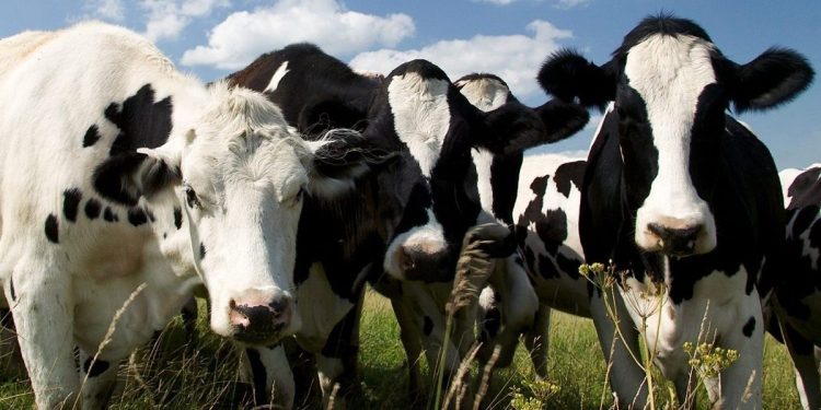 ظلم به حیوانات و ارتباط آن با بیماری‌های انسان