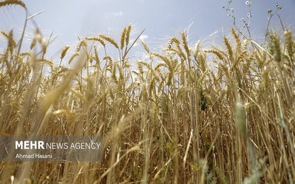 فردا قیمت خرید تضمینی گندم تعیین میشود
