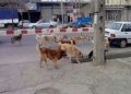 معضل سگهای ولگرد و ظهور گونه جدید «گرگاس» در کرمانشاه