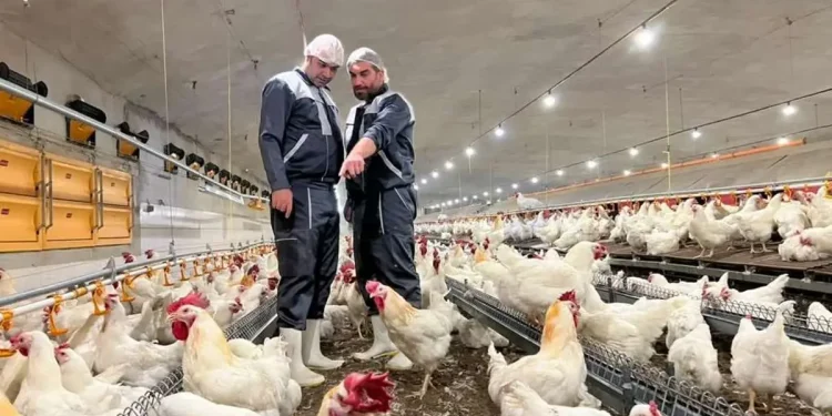 مرغ پرورشی و افزایش سطح تریگلیسیرید: بررسی علمی، تغذیهای و جایگزینهای سالم