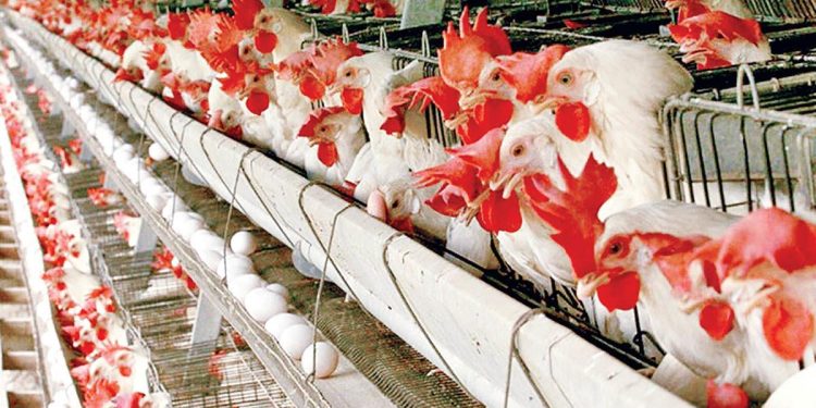 تاثیر مصرف مرغ پرورشی بر مشکلات هورمونی در نوجوانان