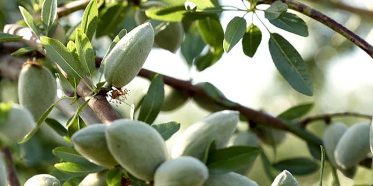 خرید نهال بادام از نهالستان شاهسون تکیه گاه احداث باغی پر بار و سودآور