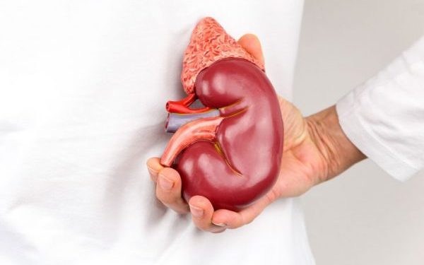 مشکلات کلیوی ناشی از مصرف پروتئین حیوانی: مروری جامع