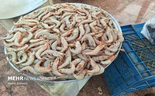 صدور موافقت اصولی ۱۰ هزار هکتار اراضی پرورش میگو در خوزستان