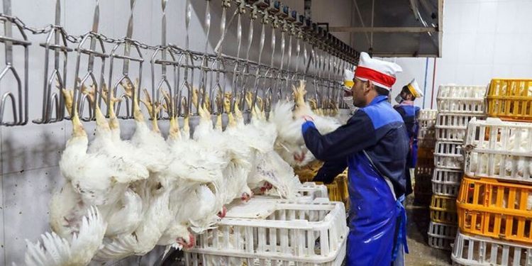 واقعیت دردناک کشتارگاه‌ها؛ نگاهی انسانی به پشت پرده غذایی که مصرف می‌کنیم