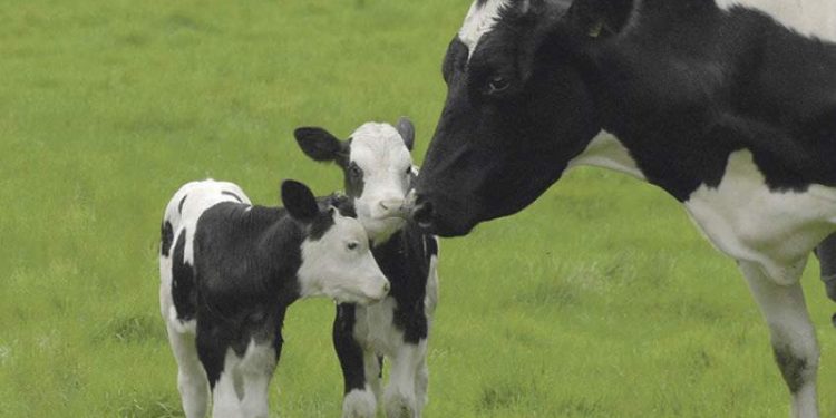 پشت پرده رنج گاوهای شیری در مزارع صنعتی و پیامدهای مصرف محصولات حیوانی