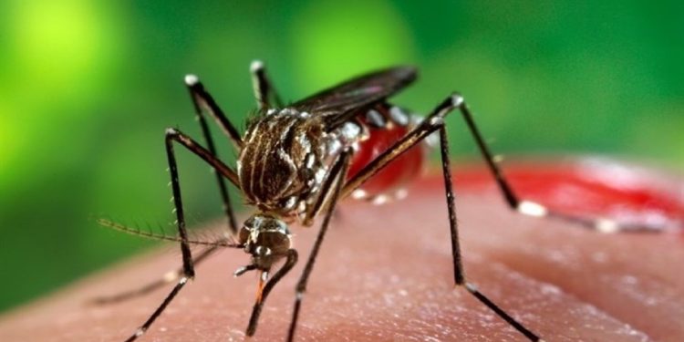 ثبت بیشترین آمار مبتلایان به تب دنگی در بندرعباس