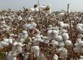 برداشت ۴۷۰۰۰ تن پنبه در اردبیل