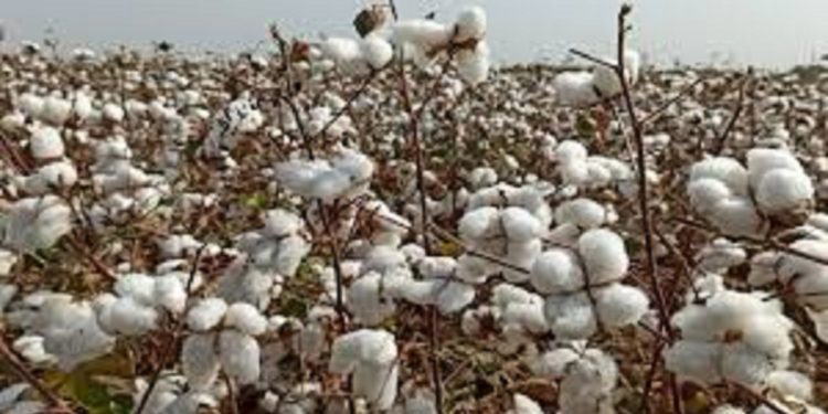 برداشت ۴۷۰۰۰ تن پنبه در اردبیل