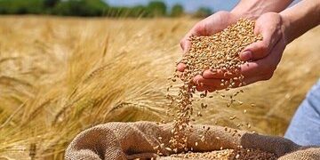 گندم به بالاترین سطح قیمتی رسید/ سیگنال تازه وارد بازار جهانی گندم شد