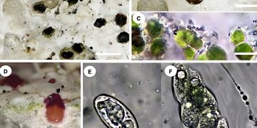 کشف مخرب ترین گلسنگ پنهانکار در تخت جمشید